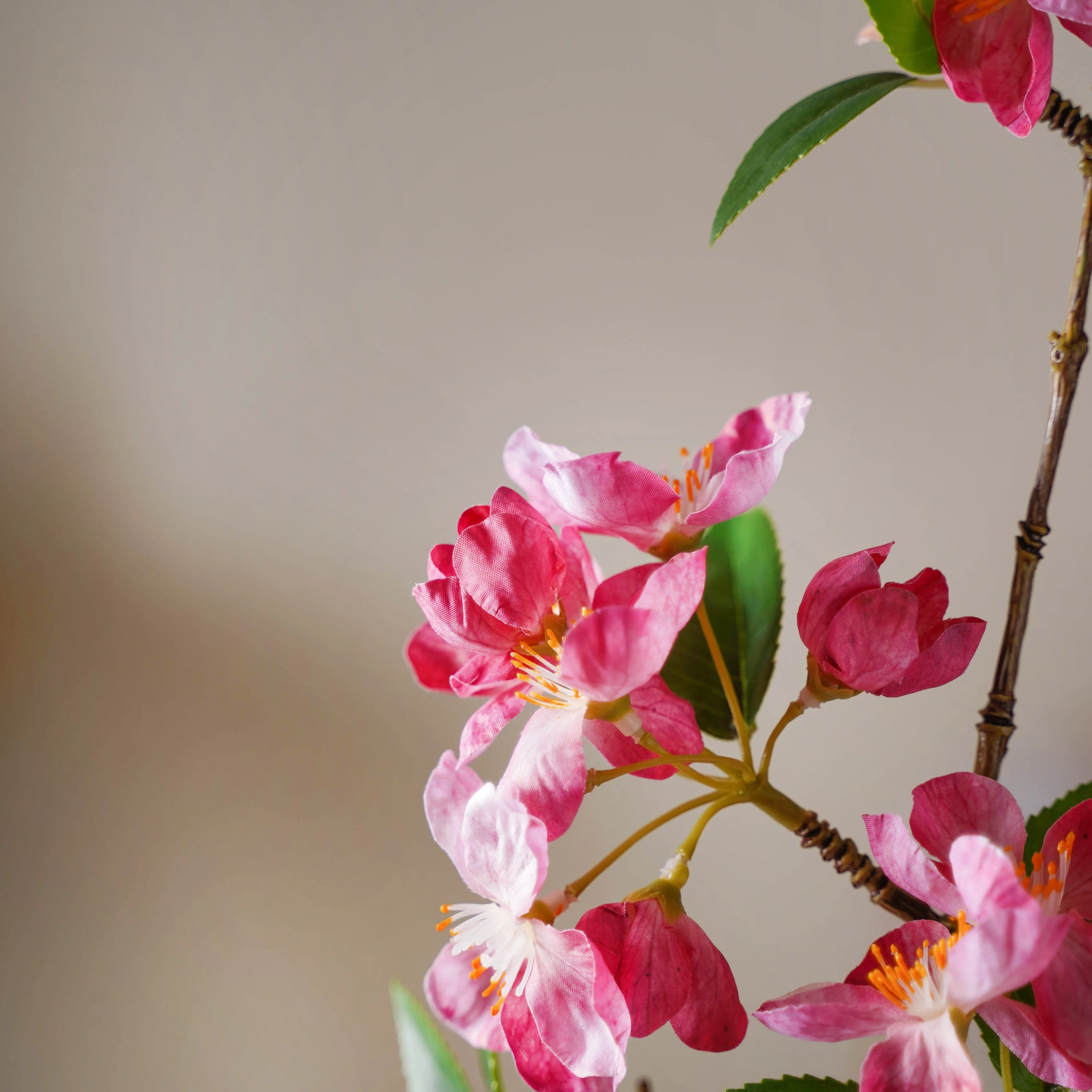 Begonia Flower - Image 6