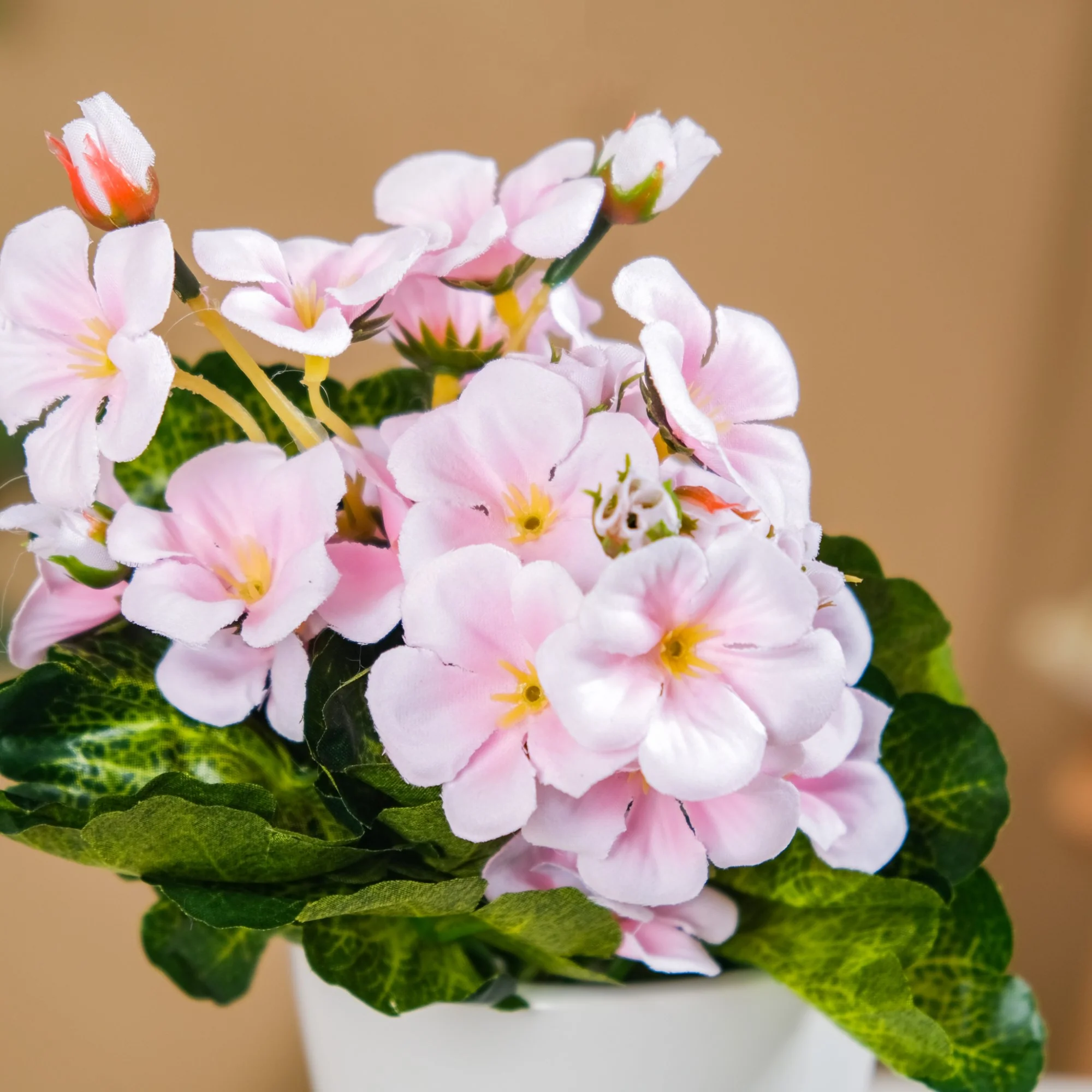 Begonia Flower Stem - Image 8
