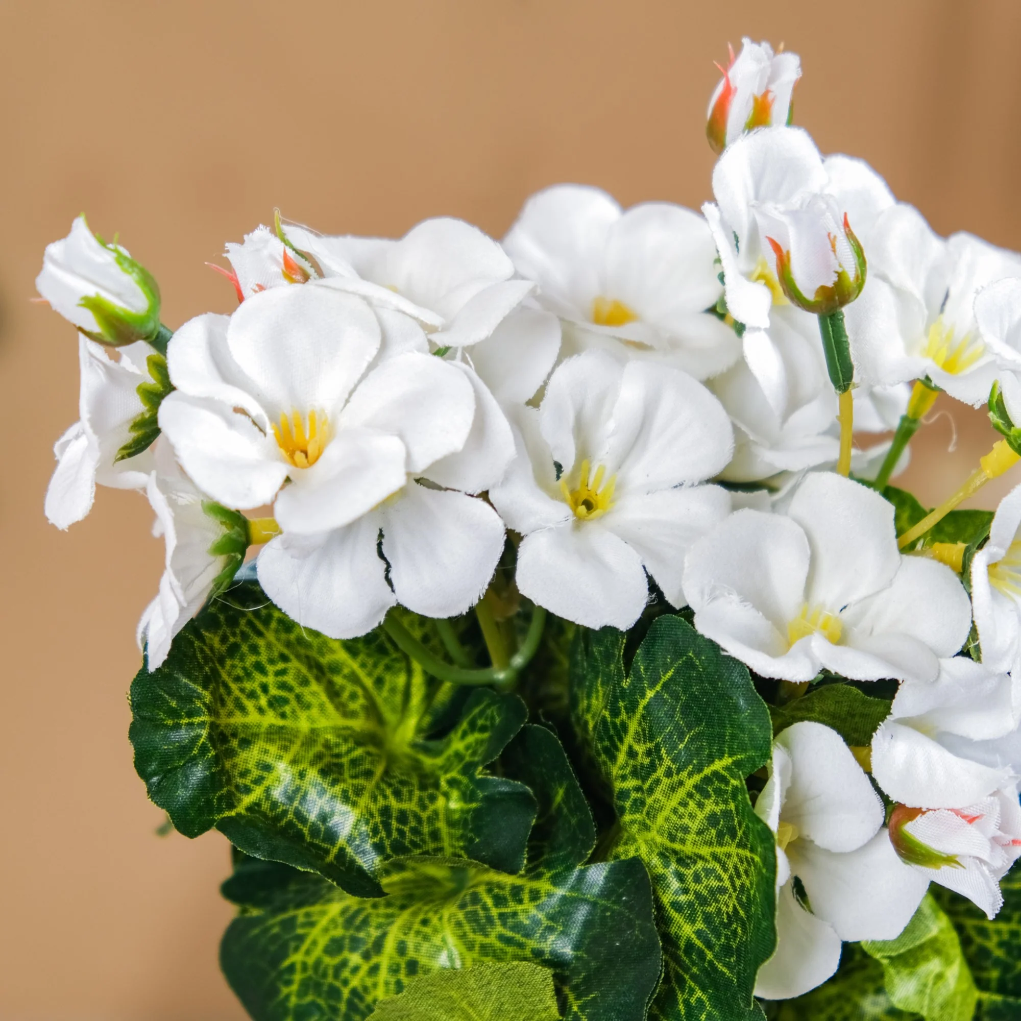 Begonia Flower Stem - Image 9
