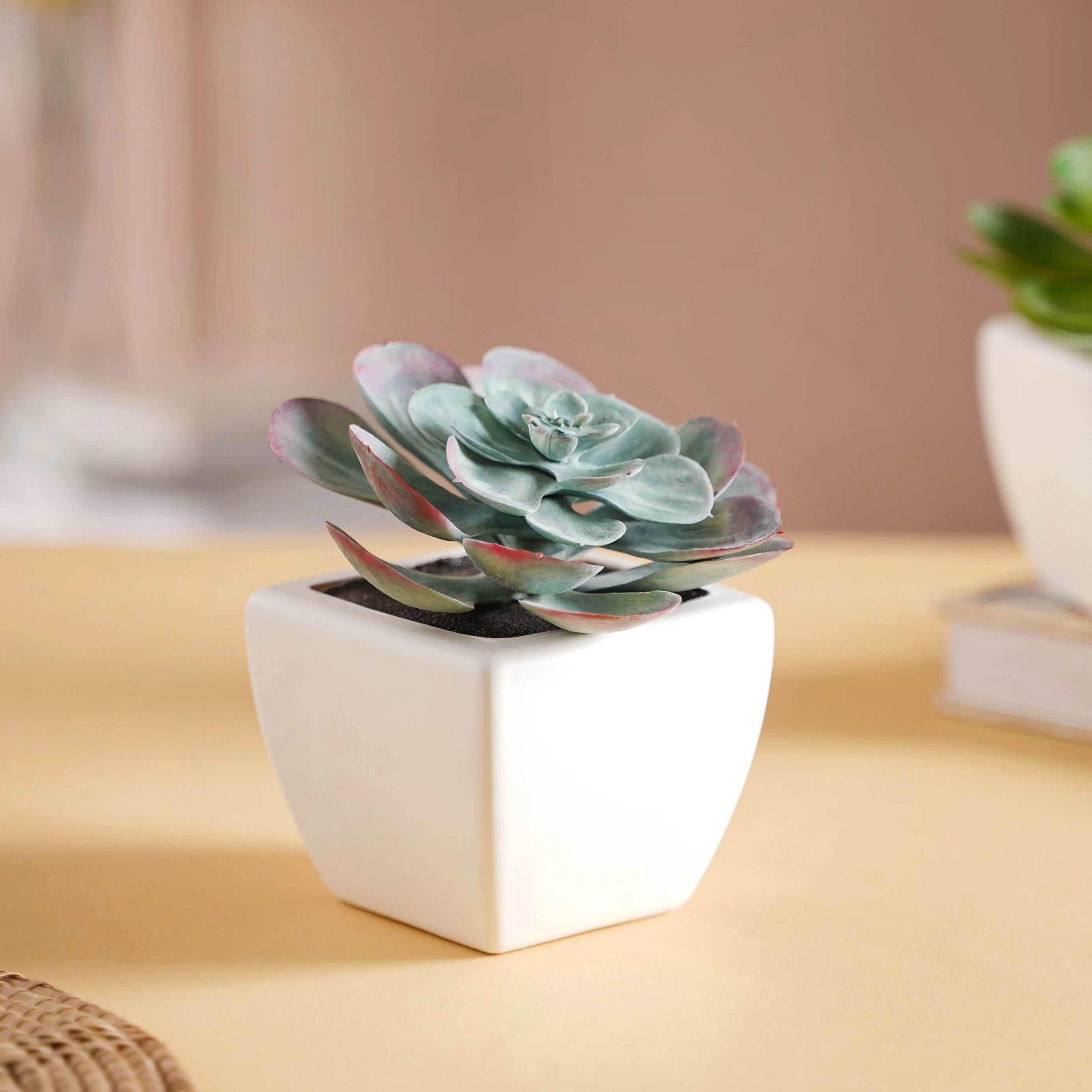 Bonsai Plant - Image 3