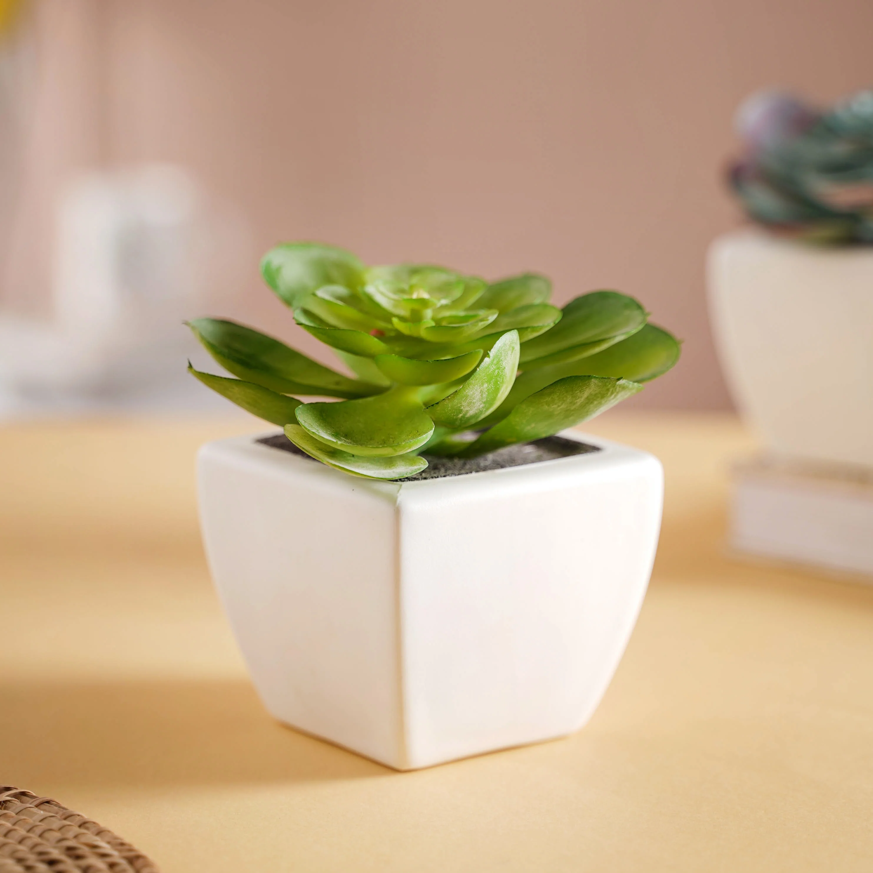Bonsai Plant - Image 4