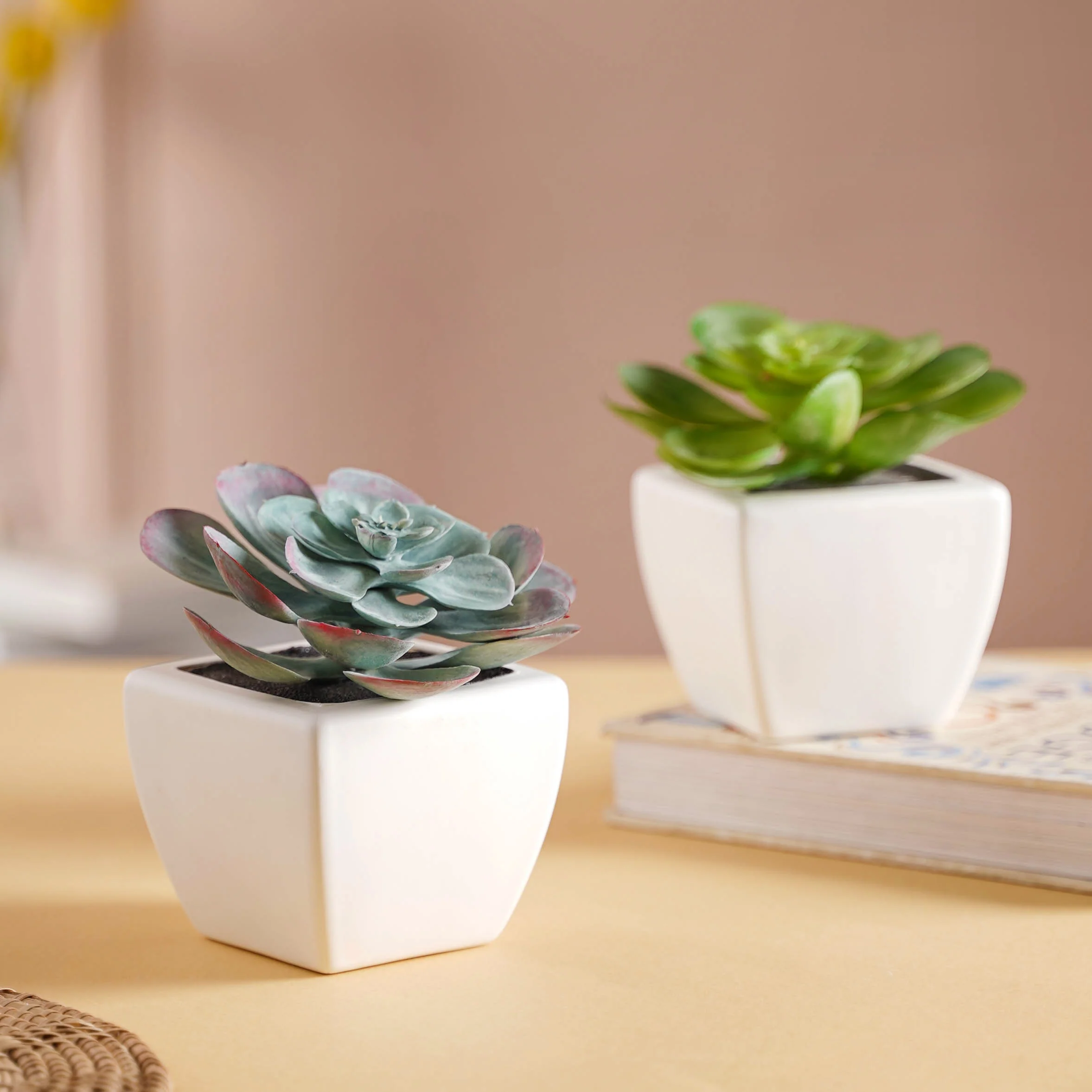 Bonsai Plant - Image 6