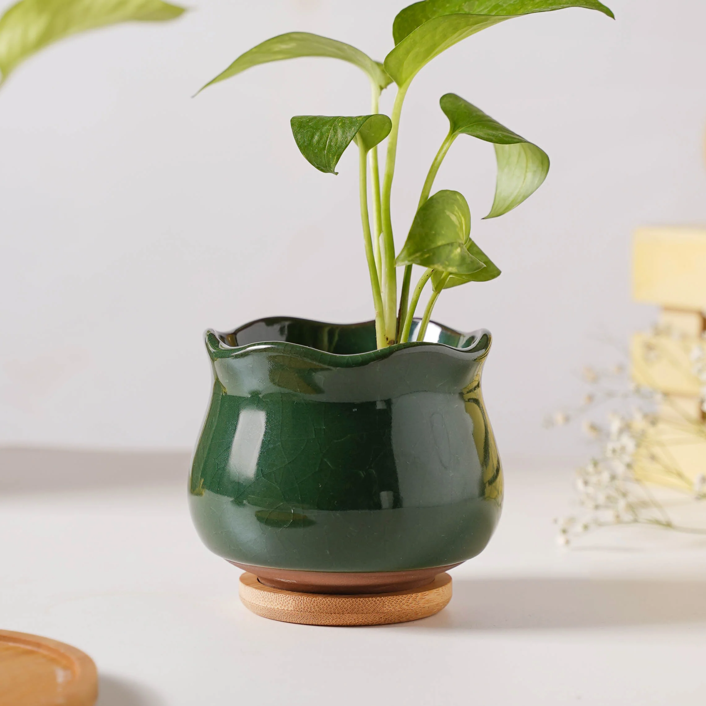 Botanica Emerald Ceramic Planter With Coaster - Image 5