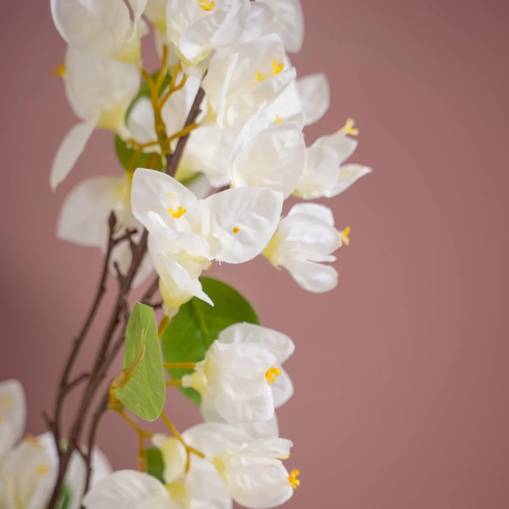 Bougainvillea Flower - Image 3