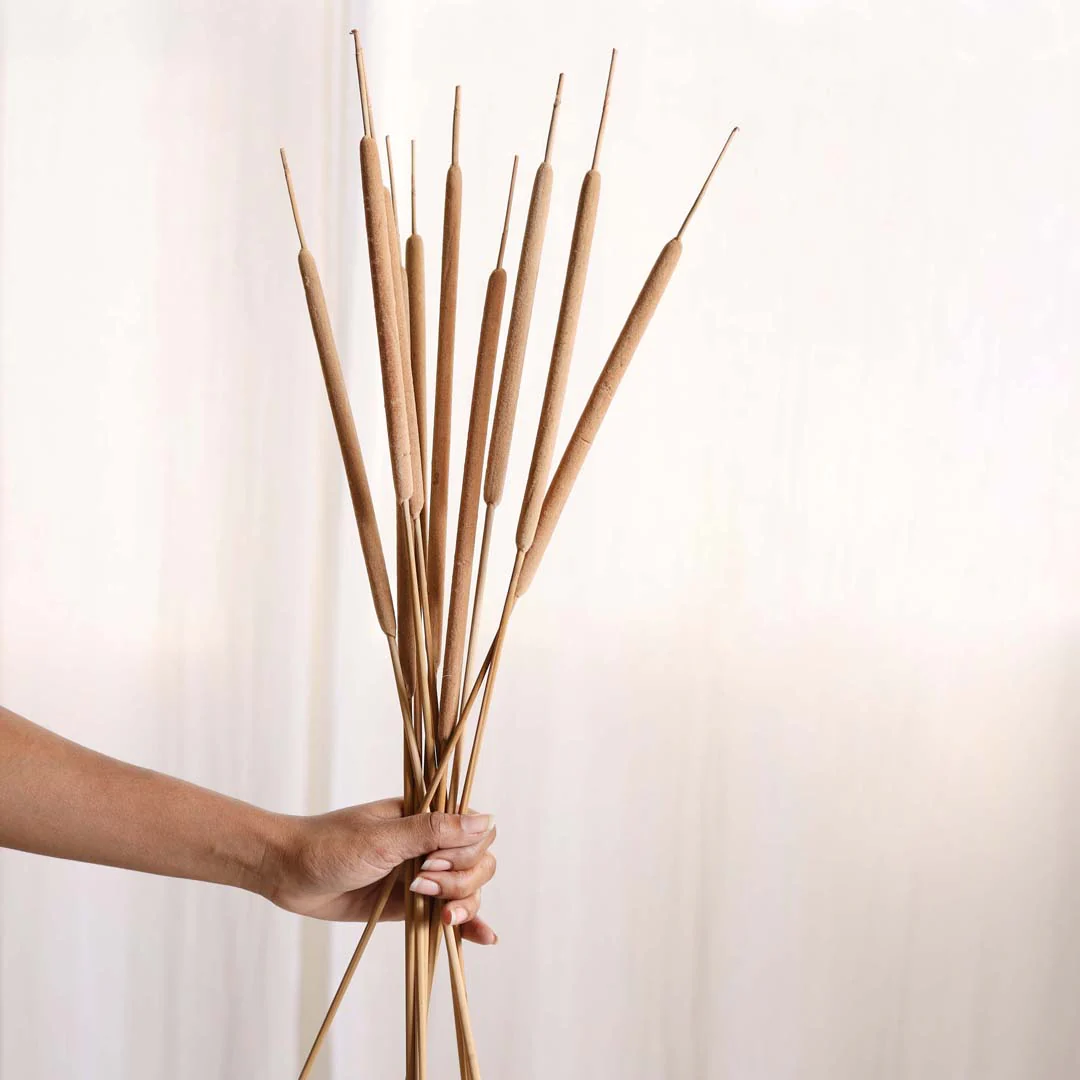 Cattail Stem For Decor