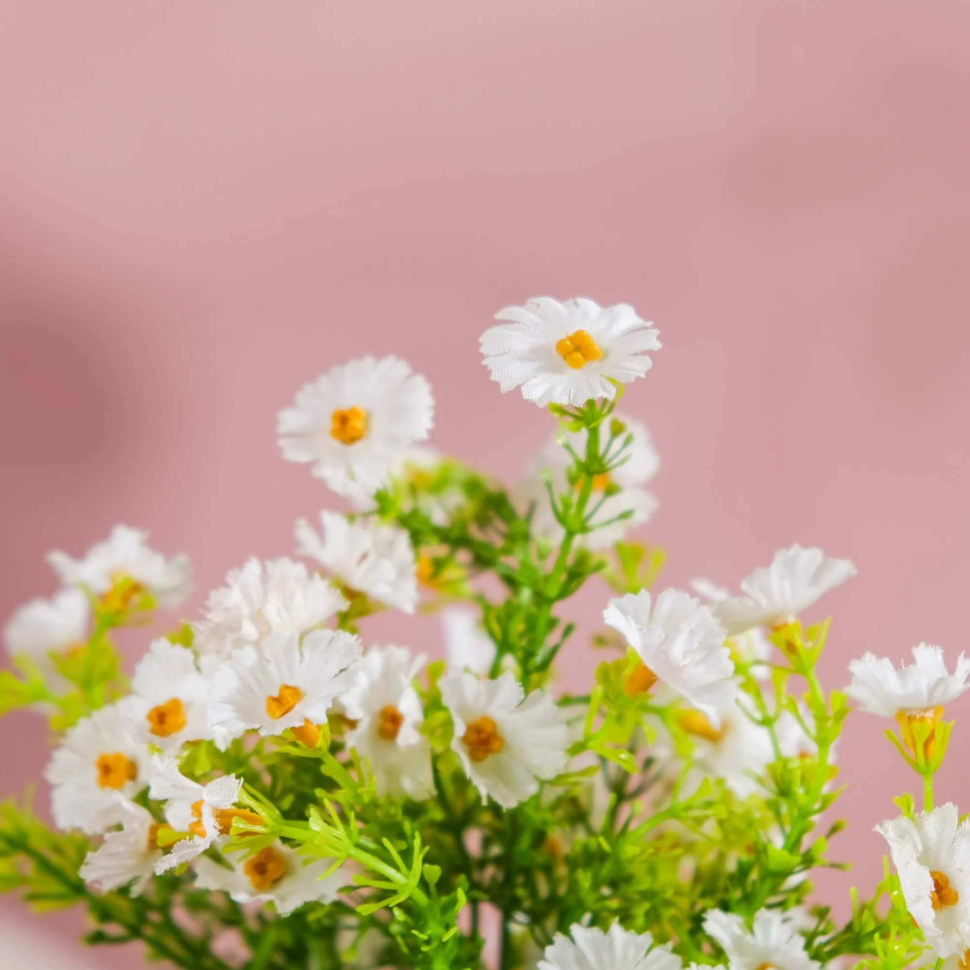 Chrysanthemum Bud Stem - Image 5