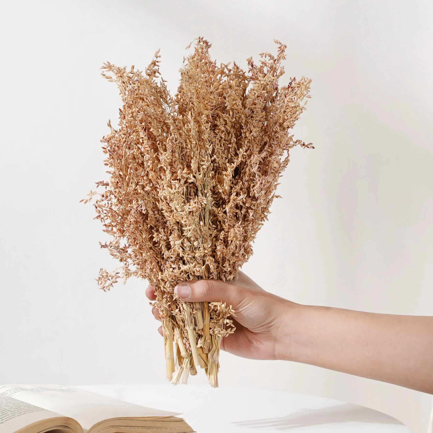 Corn Grass For Decor - Image 2