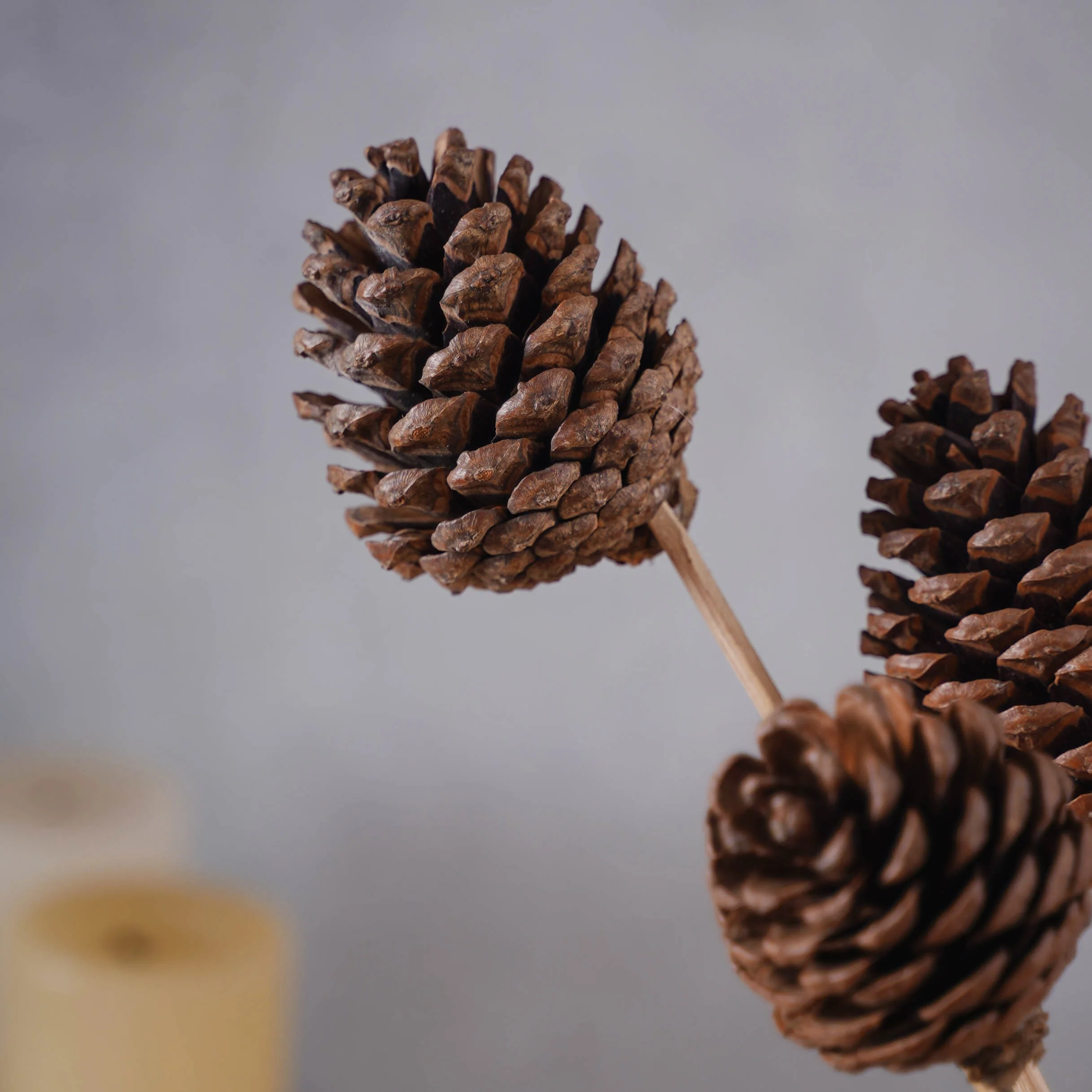 Decorative Pine Cones - Image 5