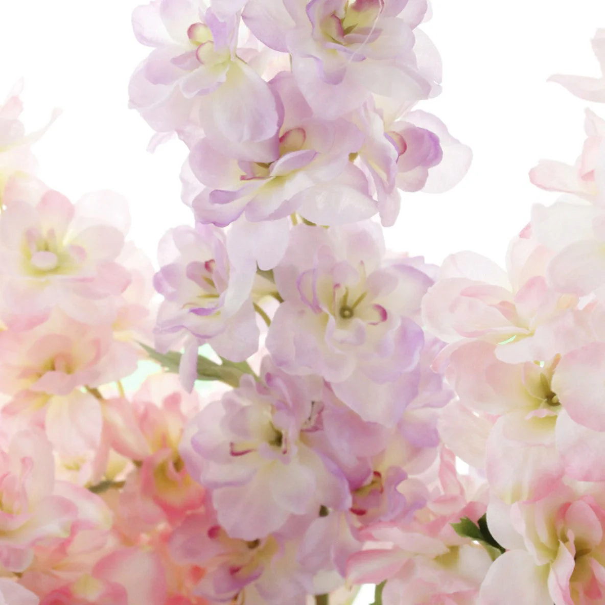 Delphinium Flower - Image 28
