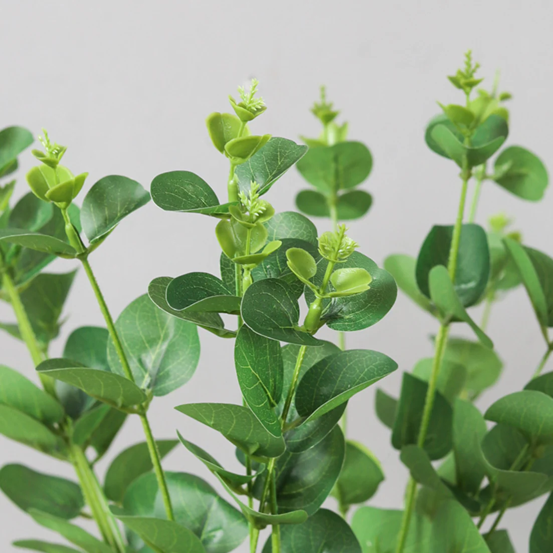 Eucalyptus Leaves - Image 10