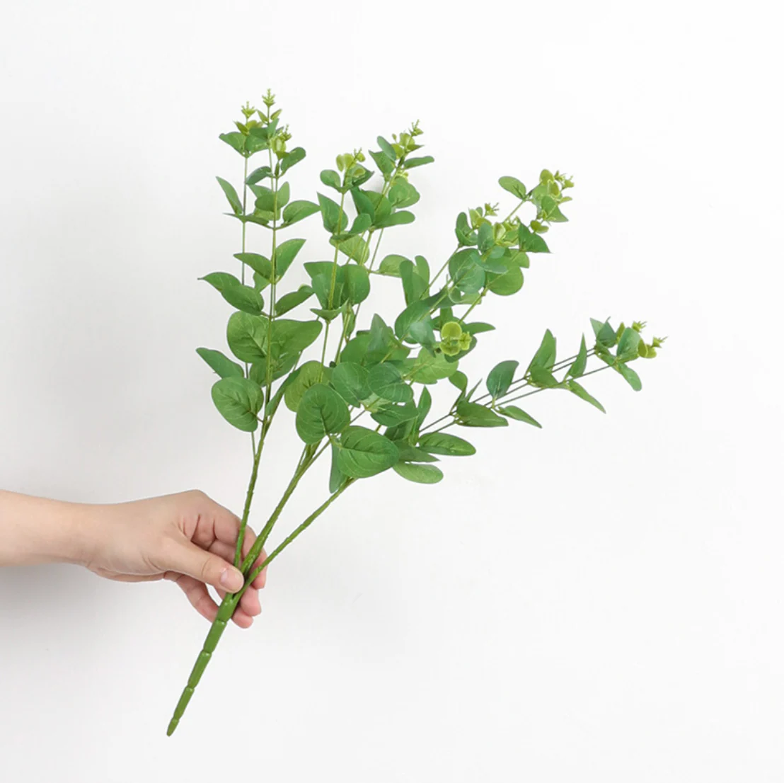 Eucalyptus Leaves - Image 8