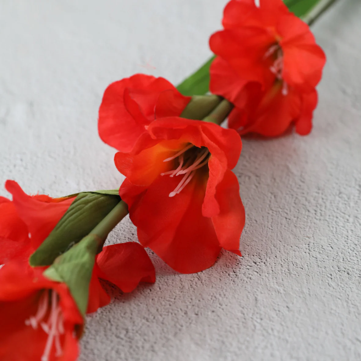 Gladiolus flower - Image 2