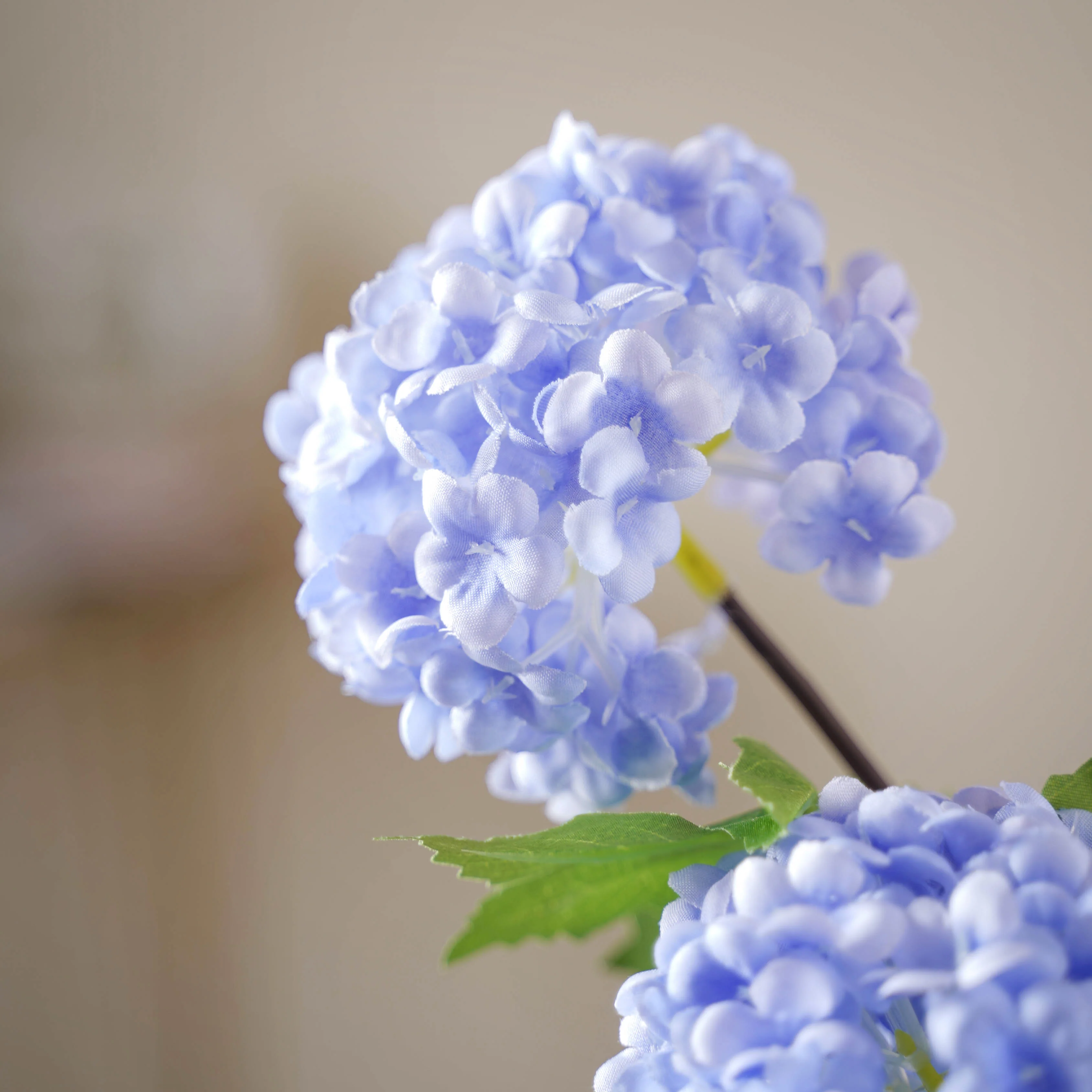 Hydrangea Flower Stem - Image 4