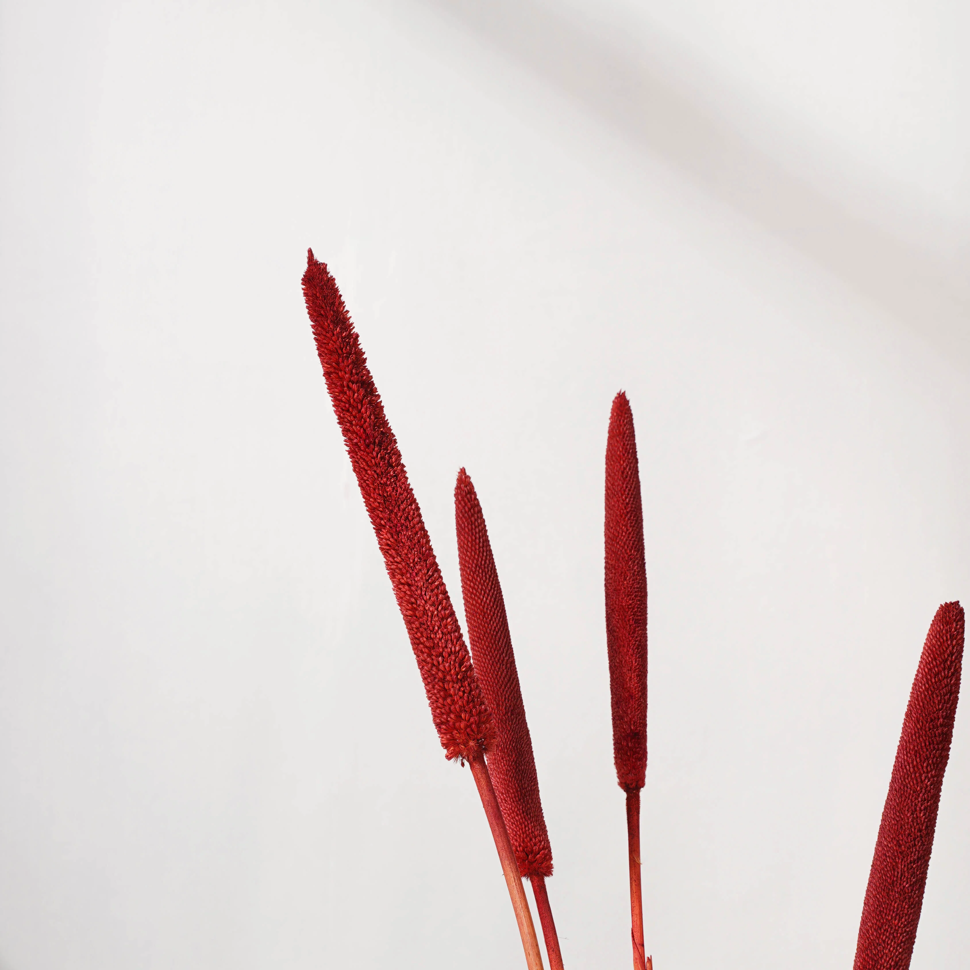 Millet Stem Red - Image 4