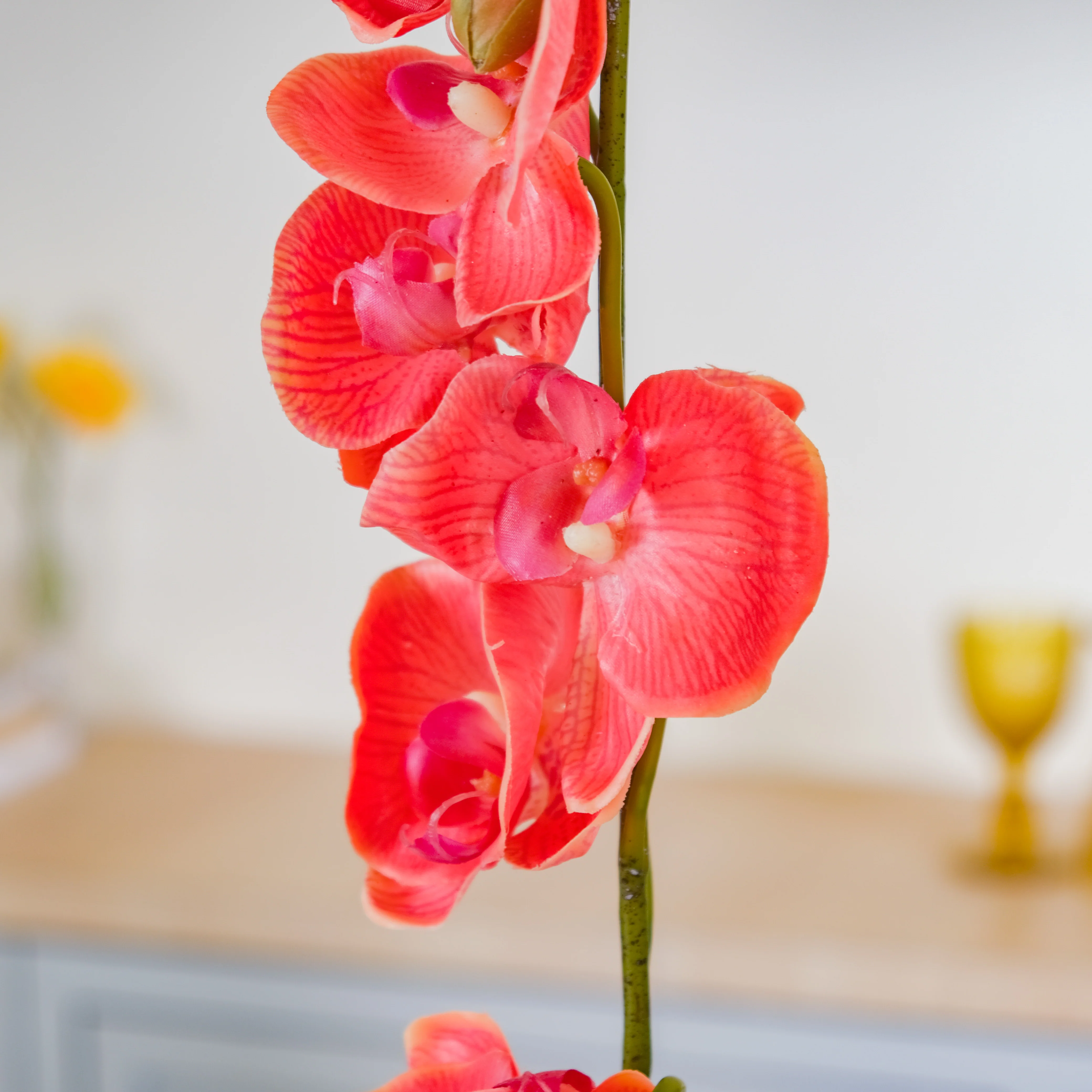 Moth Orchid Flower - Image 10