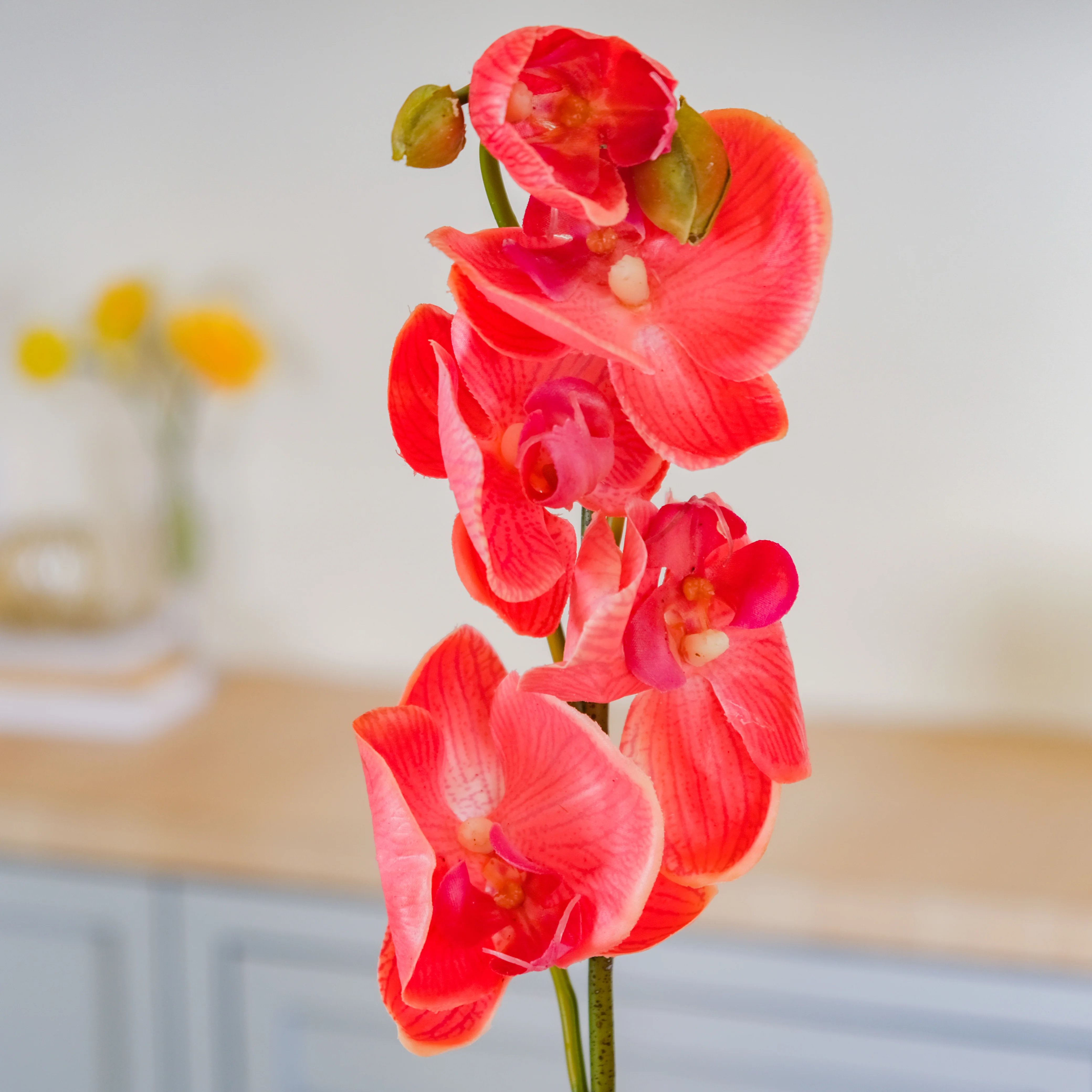 Moth Orchid Flower - Image 3