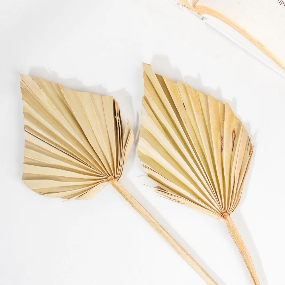 Natural Dried Palm Leaf Bunch 10 Sticks Multicolored - Image 7